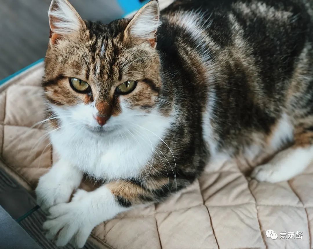 濡備綍鎿︽帀鐚挭娉棔,娌荤枟鐚挭娉棔鐨勮嵂