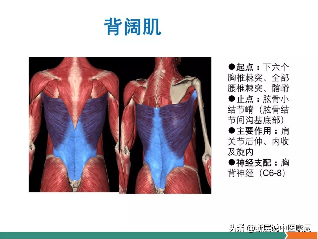 肩部肌肉解剖图详细图,肩部的16块肌肉分布图