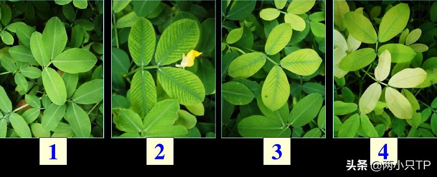 植物缺铁缺镁的症状是什么,植物缺镁最简单的补充方法