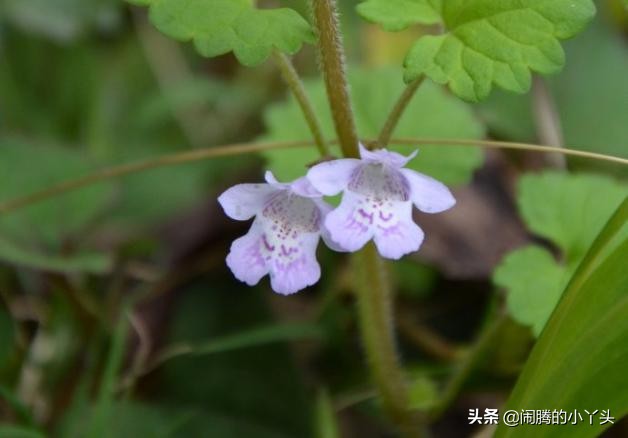活血丹草分布,活血丹
