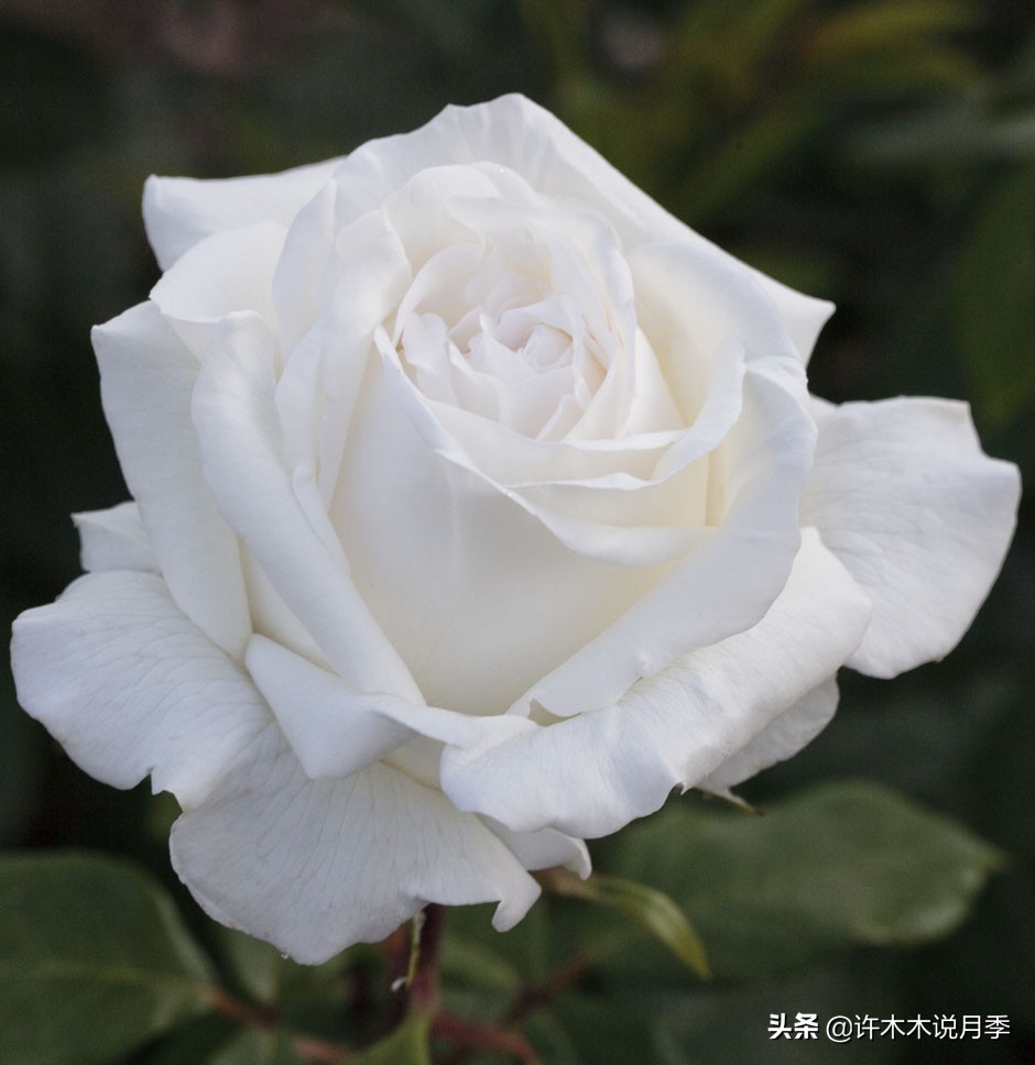 月季品种大全大图欣赏,美到窒息的月季品种图片