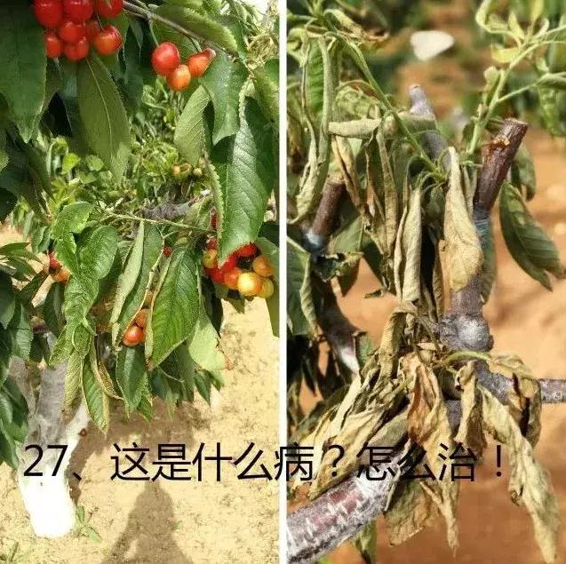 樱桃熟了烂果是怎么回事？（72期）