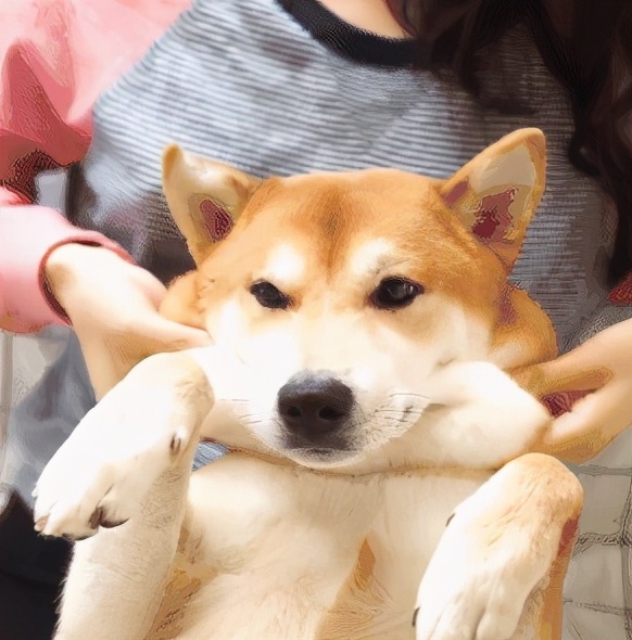 狗狗中毒急救用药,朱医生后续怎么样了