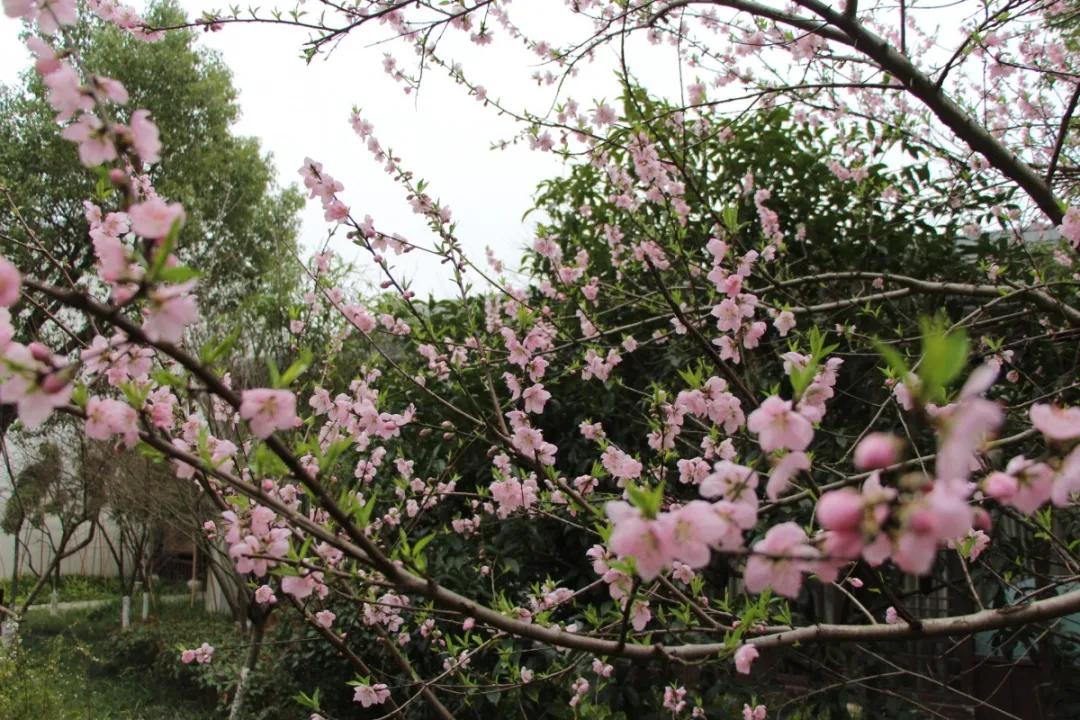 千桃园赏花小攻略,千桃园晚上开放吗