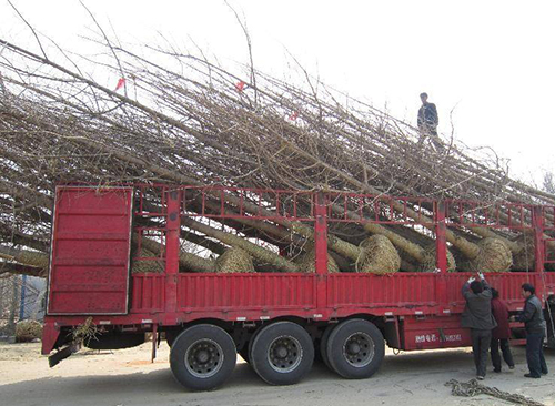 目前银杏树价格是多少,最近银杏树价格