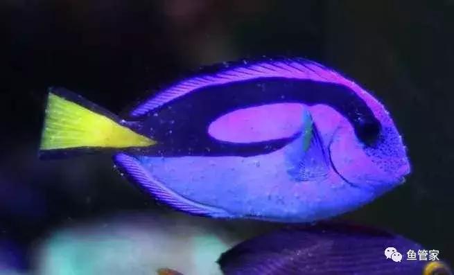 锦鲤白点病的症状和治疗方法,治疗金鱼白点病的最快的方法