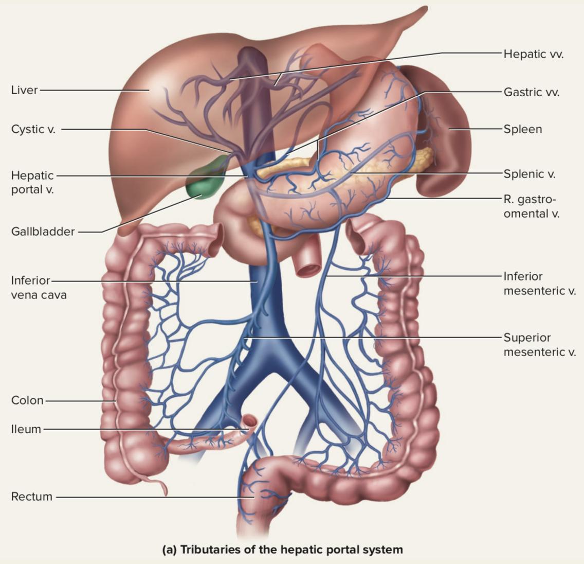 科学家发现的神秘恐怖生物,科学家发现的恐怖生物
