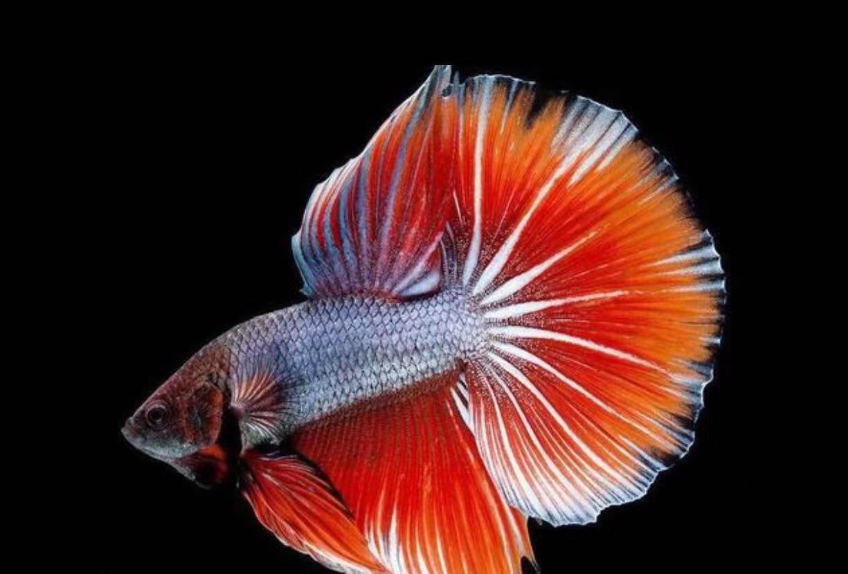 新手最好养的鱼有哪些 (什么鱼好养适合小孩养)