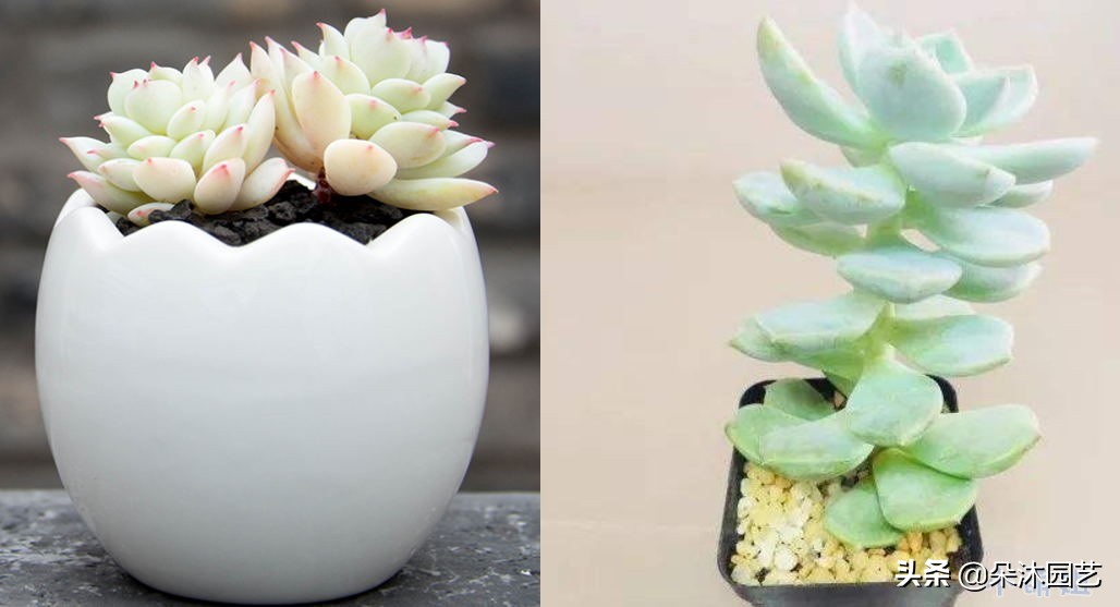 春天多肉徒长,春天多肉这样养爆盆不要太简单