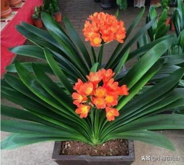 君子兰不开花用什么方法才能开花,君子兰长得太茂盛不开花怎么办