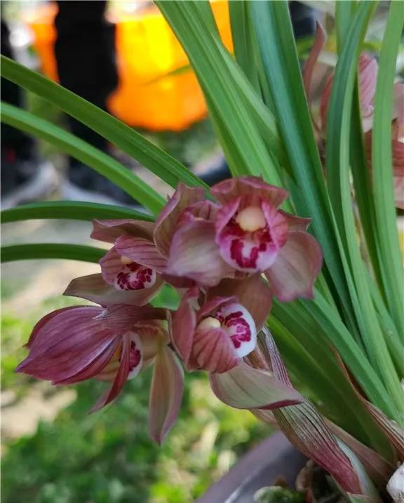 四川雅安早年出产的一颗春剑荷瓣，后来成为花中极品