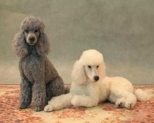 45种狗狗很难得一见你认识几种,45种最难得一见的狗