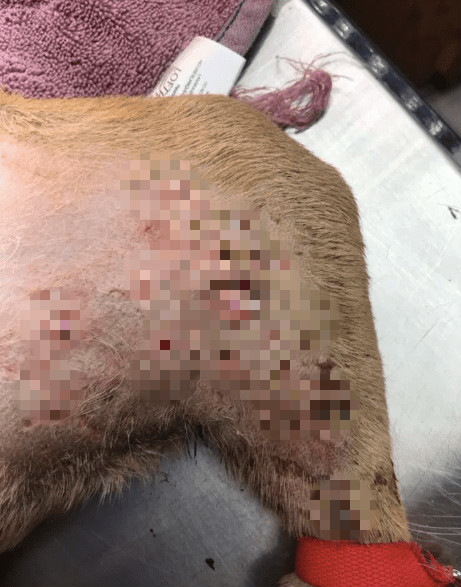 狗狗分娩伤口溃烂生虫，竟被美国女主人遗弃，所生10个幼崽全死了