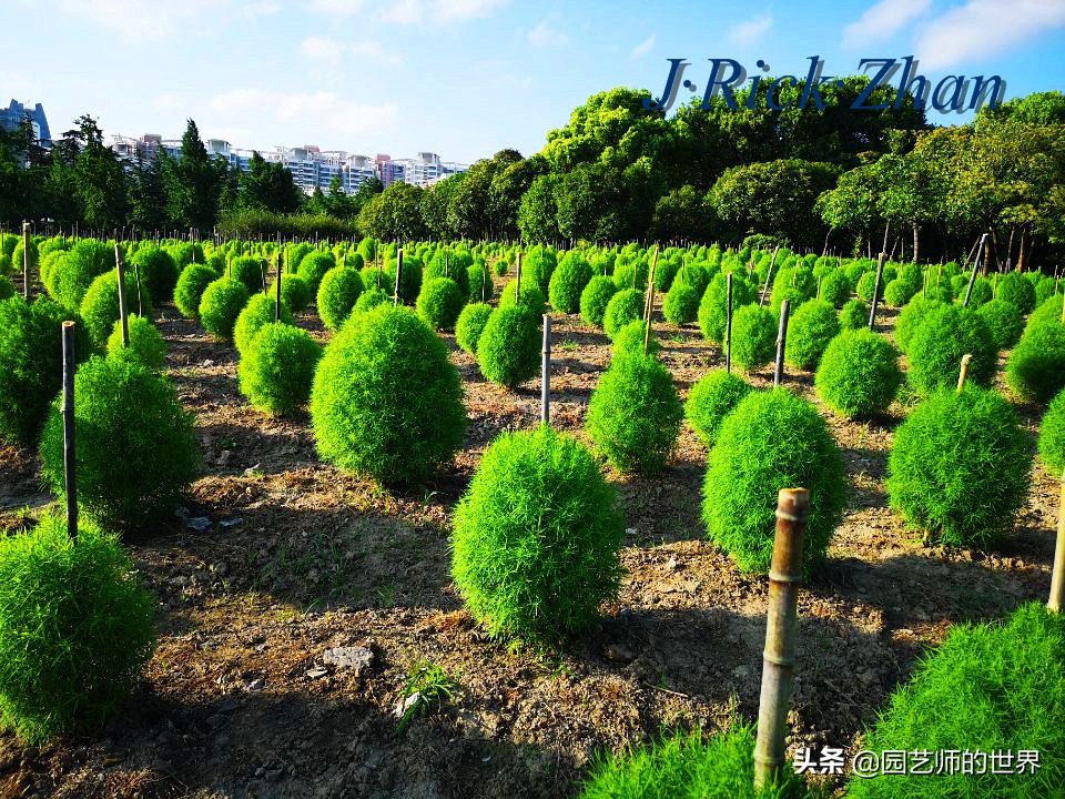 红色地肤草的种植方法,红地肤怎么养
