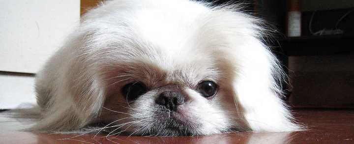 最聪明的十大狗狗品种介绍,史上最全的狗狗品种记得收藏