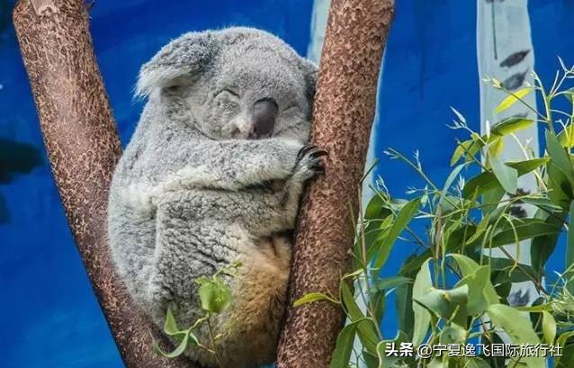 国内最适合带孩子去的十大游乐园,全国适合孩子游玩的游乐园排名