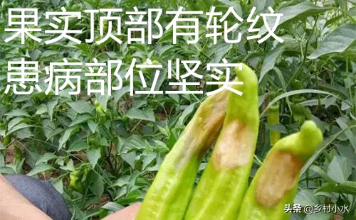 种植的辣椒烂果怎么办？做好以下9点，辣椒产量高、品质好