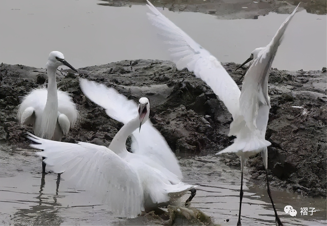 带上单筒望远镜吧！去南汇