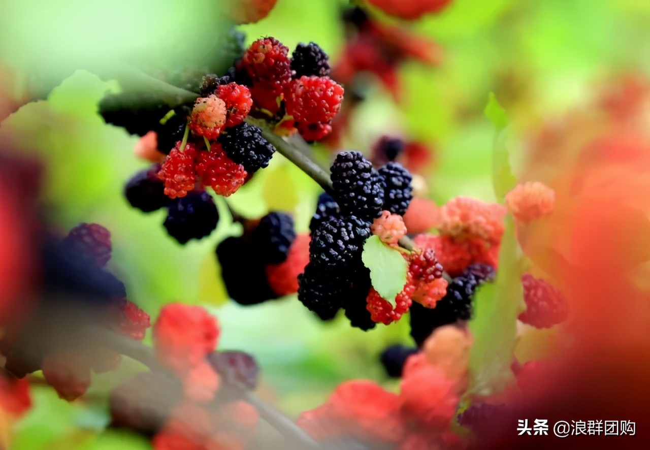 四季果桑有几个品种,新手种果桑哪个品种最好