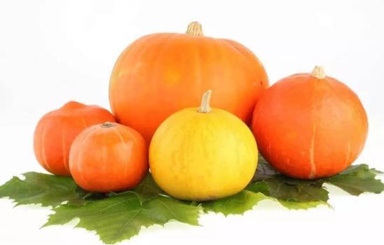 种植南瓜出蛆原因,种的南瓜总是烂怎么办