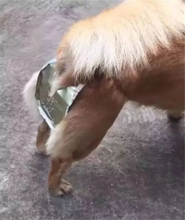 狗吃了巧克力也没事啊,狗子吃了巧克力给狗子灌双氧水