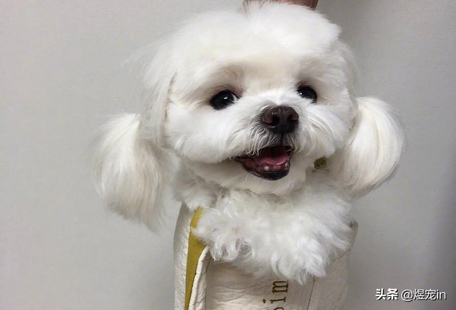 狗狗着凉拉稀吃蒙脱石散管用吗,狗狗着凉拉肚子吃什么药好见效快