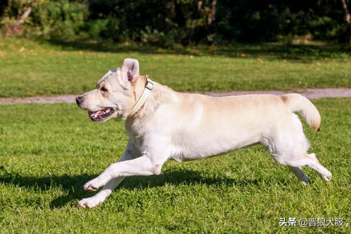 拉布拉多刚接回来太顽皮怎么处理,拉布拉多总是兴奋扑人怎么纠正