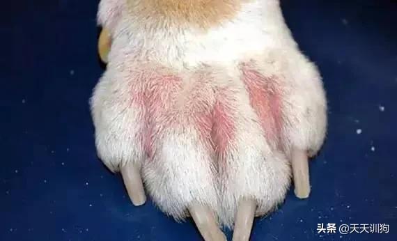 科学养犬四个标准是指哪些,科学养宠攻略狗不能吃什么