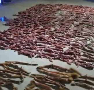 猫和黄鼠狼哪个捕杀老鼠最多,黄鼠狼捕杀大老鼠