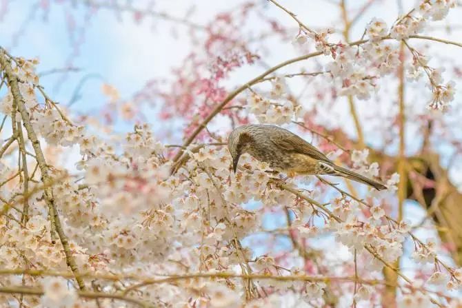 日本赏樱花前三名城市,日本樱花排行榜