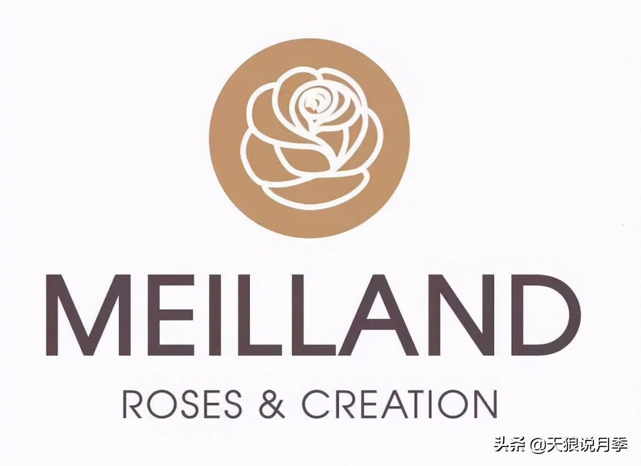 优雅女士月季花,奇葩月季品种图片