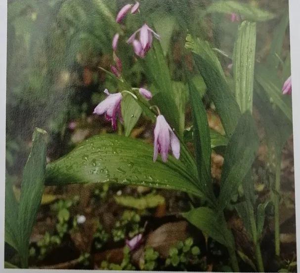 收敛止血的中成药有哪些,止血收敛的药有哪些