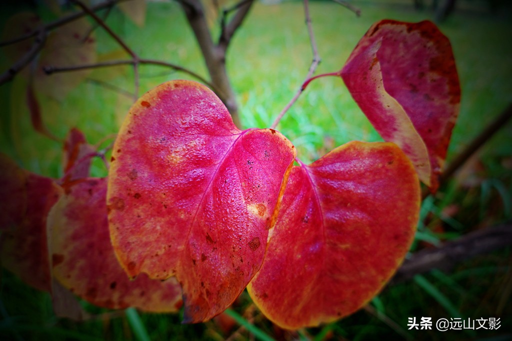 索尼黑卡二怎么拍,索尼黑卡2大光圈拍视频