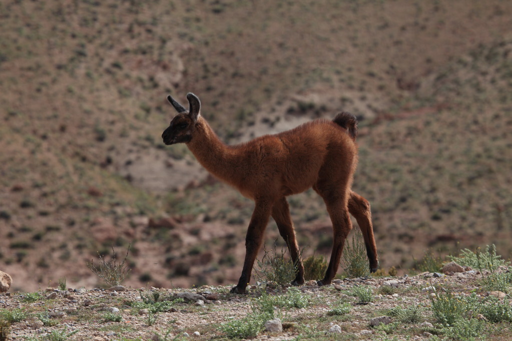 骆驼是食草还是食肉动物,骆驼是食草动物还是食肉动物