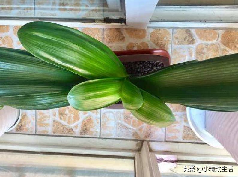君子兰怎么摆放叶子不会长歪视频,君子兰的叶片长歪了该怎么办