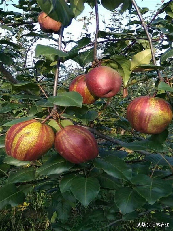 有一种新品种梨树叫黑梨树,柱状梨树图片欣赏梨树新品种