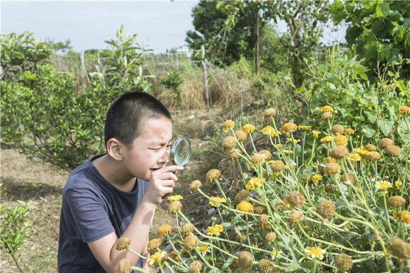 语文是什么诗歌,语文是什么的课程