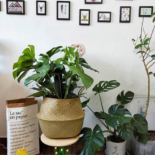 龟背竹叶子发黄脱落怎样挽救,龟背竹叶发黄怎么办呢