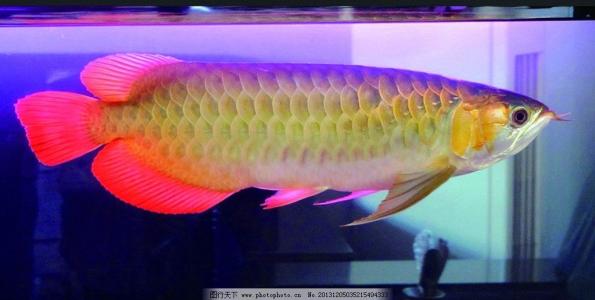 金龙鱼养殖者需要知道的注意事项，小心养不好损失大！