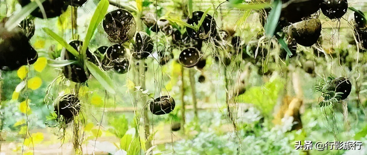 介绍一下云南的西双版纳,云南西双版纳的介绍景点