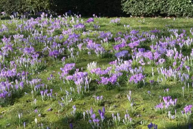 干货分享种植小技巧,混合花境设计与种植建议