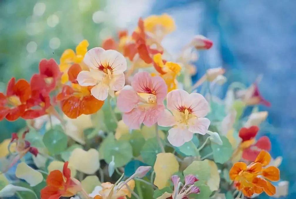 春天是苏轼笔下的什么,苏轼关于春天10首经典诗词