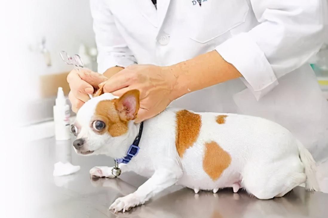 狗狗吃什么肝脏好,狗狗吃什么对肝脏好