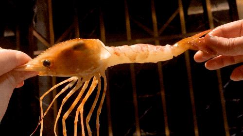 全上海性价比超高的七家海鲜自助,揭秘上海海鲜自助