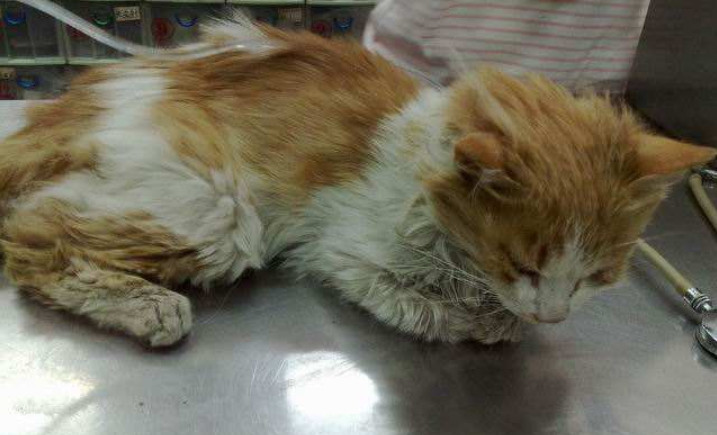 宠物术后肺水肿,宠物手术后伤口渗血怎么处理