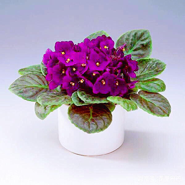 非洲紫罗兰盆栽,紫罗兰花卉盆栽图片