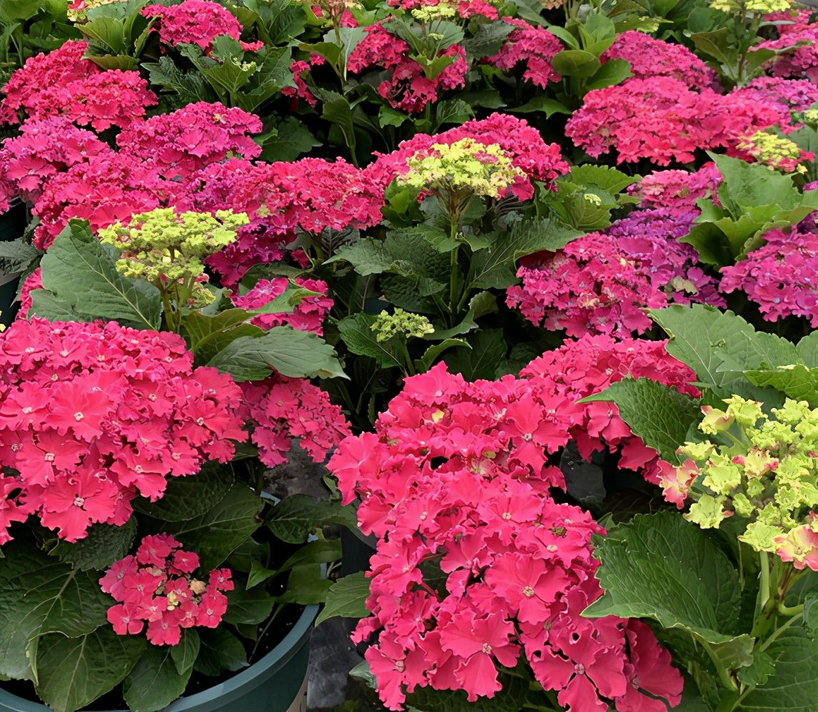 春季绣球叶子发皱怎么回事,夏季绣球老叶子都干枯怎么处理