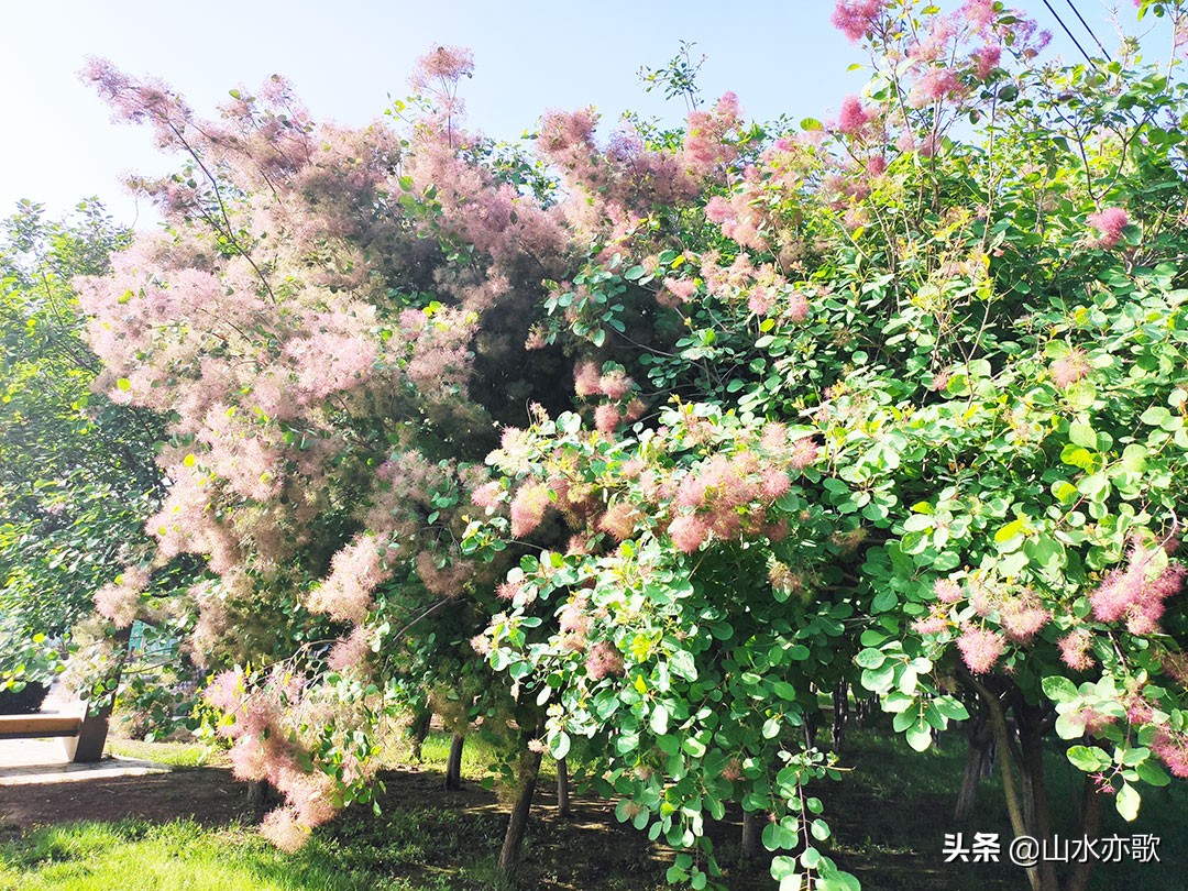 石家庄高新区这座公园，绿草茵茵电船驰行，还有两座别致的网红桥