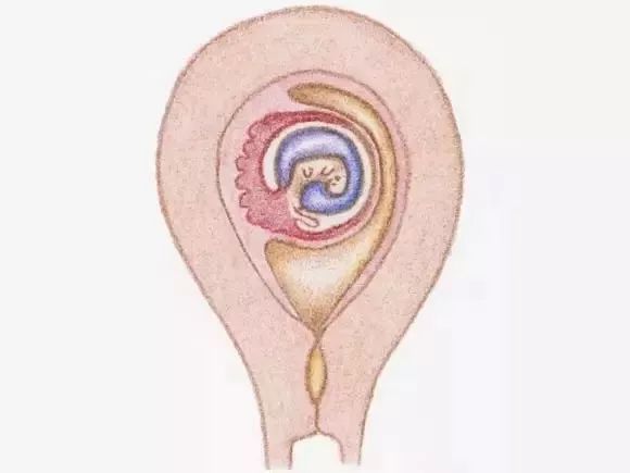 孕期1-40周胎儿发育全过程,孕一周到40周胎儿发育全过程