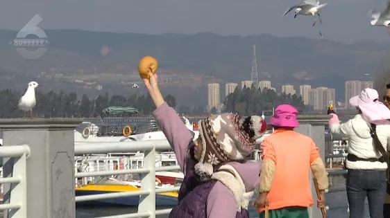 “屎到淋头”？嘴叼面包喂昆明海鸥大家最担心的事情发生了？